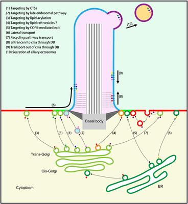 Transport of Ciliary Membrane Proteins